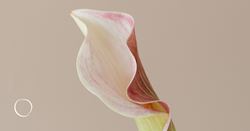 Ozempic vulva? What you need to know